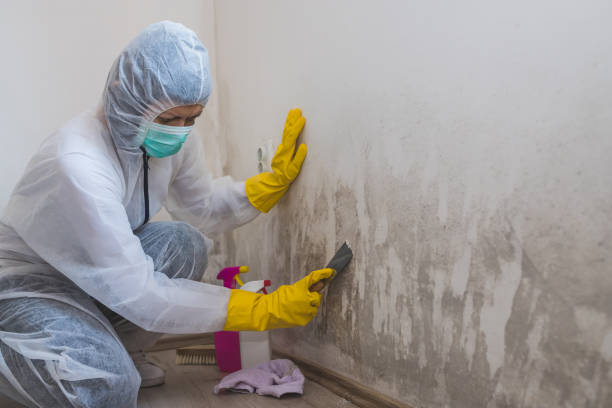 Best Mold Damage Restoration  in Spearfish, SD